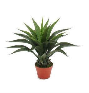 Planta Agave 55 cm