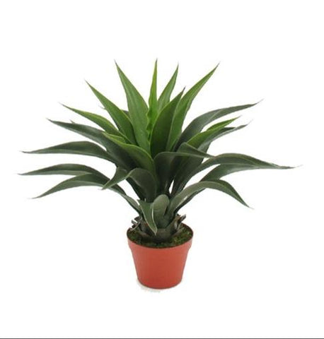 Planta Agave 55 cm