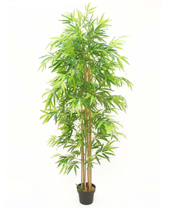 Planta Bamboo 1.80 mts