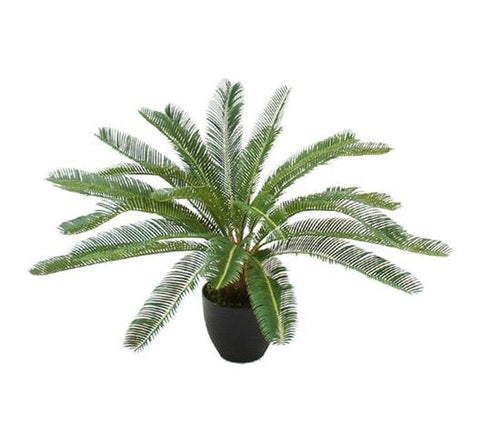 Planta Cycas 72 cm