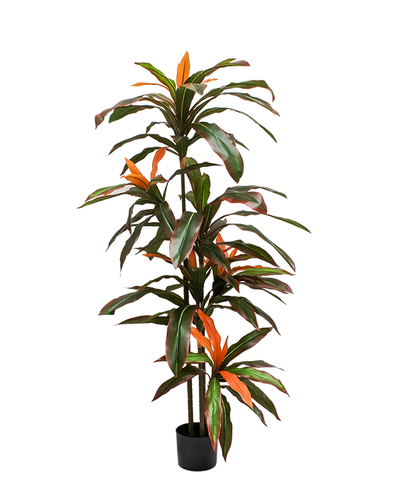 Planta Dracaena Roja 1.50 mts