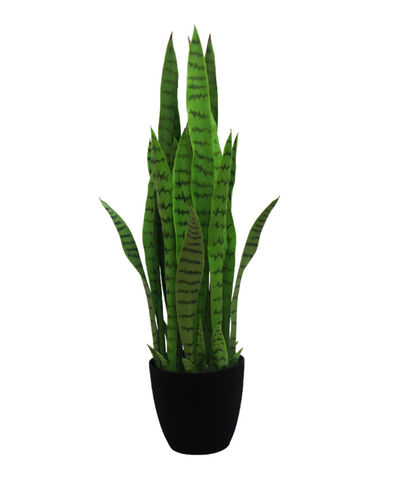 Planta Lengua de Suegra 90cms