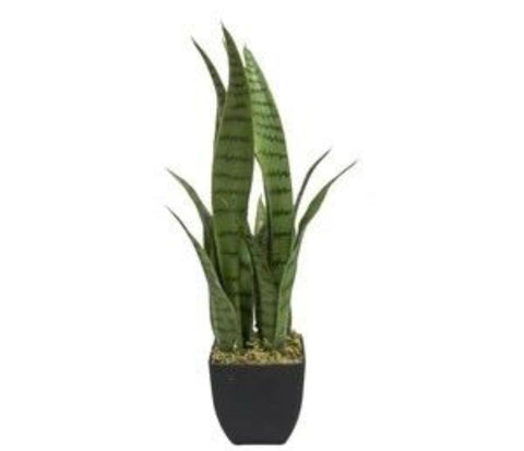 Planta Lengua de Suegra 55 cm