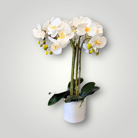 Orquidea Orchid Pot W/Leaves