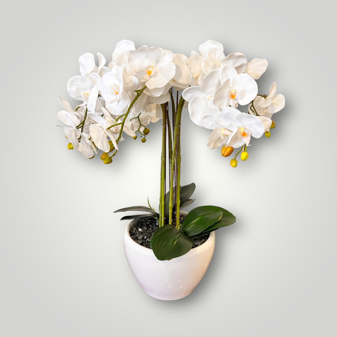 Orquidea Orchid Pot