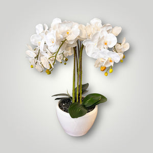 Orquidea Orchid Pot