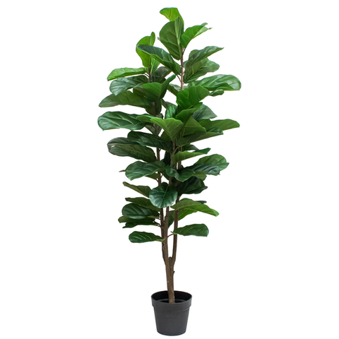 Planta Pandurata  1.50 mts