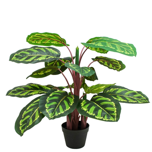 Planta Pavo Real 95 cm