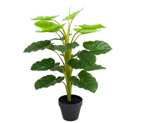 Planta Philo 70 cms