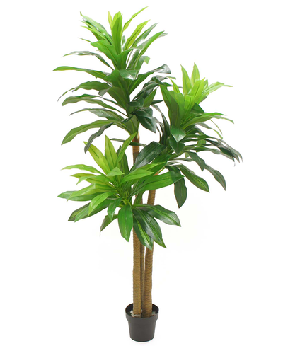 Planta Dracaena Verde  1.80 mts