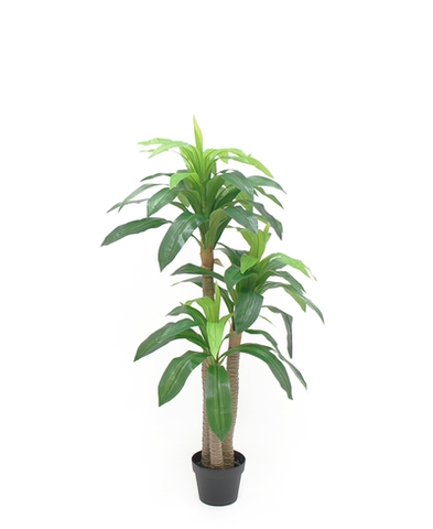 Planta Dracaena 1.20 mts