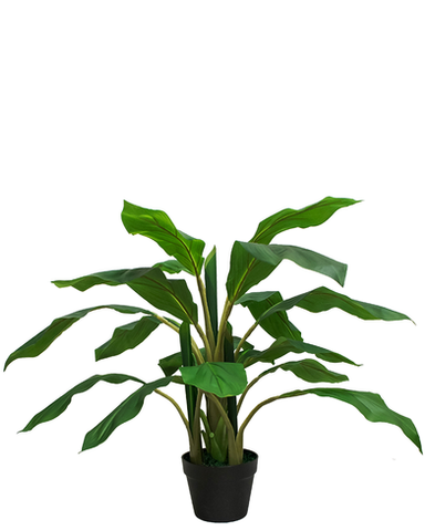 Planta Dracaena 85 cm