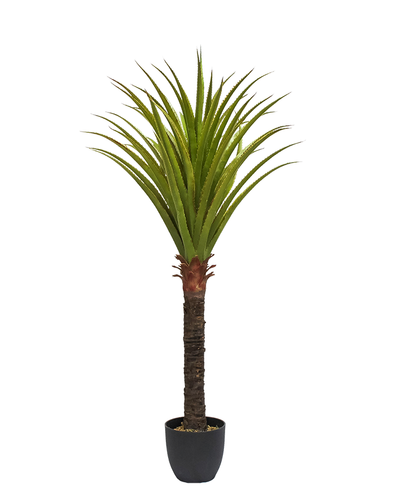 Yuca 1.50