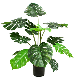 Monstera 1.14