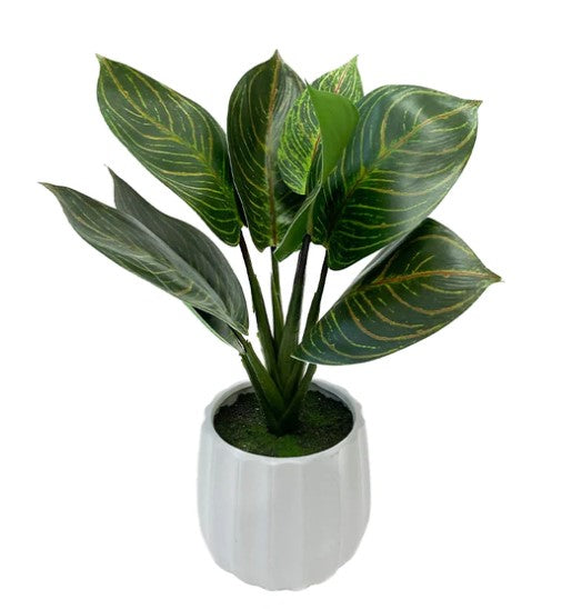 Planta Calathea 34