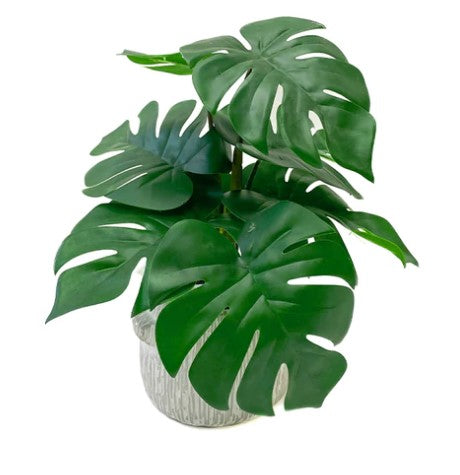 PLANTA MONSTERA 35