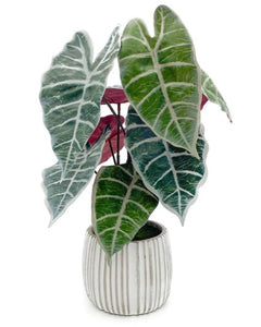 Planta Alocasia