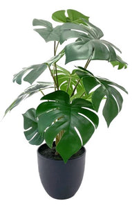 PLANTA MONSTERA 55