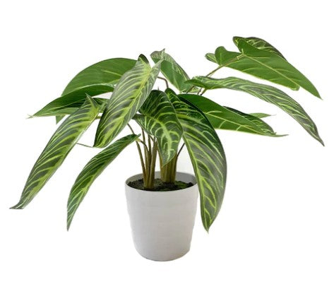 Planta Syngonium 46 CM