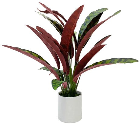 Planta Calathea Lancifolia 55cm