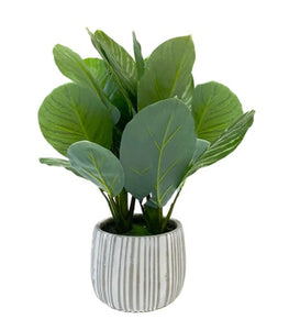 Planta Calathea 48