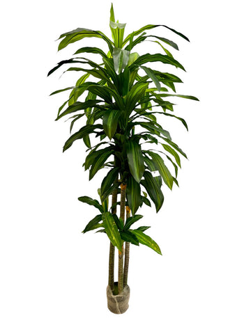 7FT Dracaena Tree In Pot x3