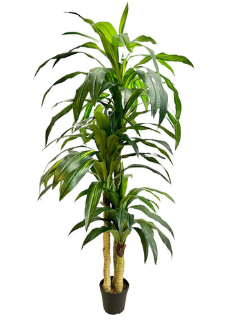 Planta Artificial Dracaena GR 8 FT
