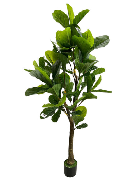6FT Fiddle Leaf Tree Pandurata