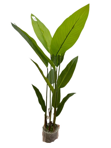 TROPICAL LEAF SMALL 1.25
