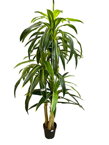 Planta Artificial Dracaena Y/G 8FT