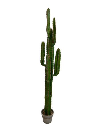 Cereus W/Pot 60In