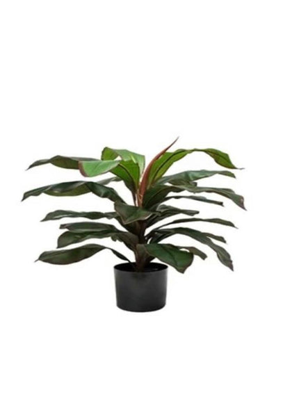 Planta Dracaena Nueva