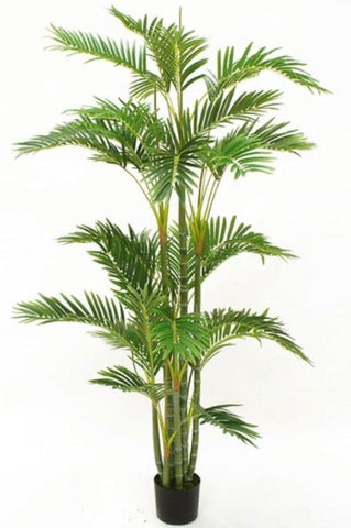 Planta Palma Golden