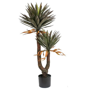 Planta Yuca Gloriosa X2 1.40 mts