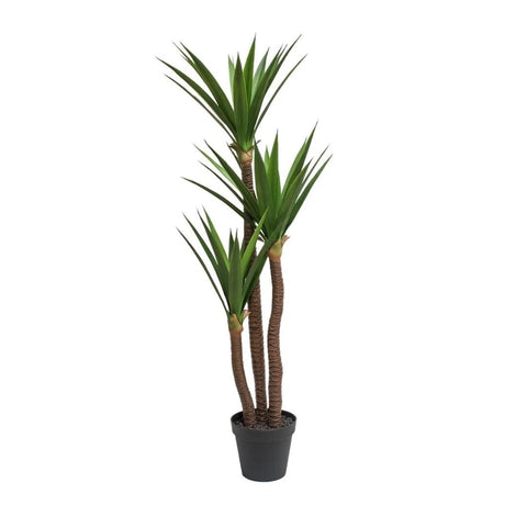 Planta Yuca Gloriosa X3 1.62 mts