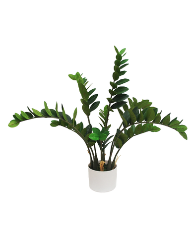 Planta Zamifolia 85cms